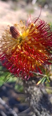 Banksia ericifolia