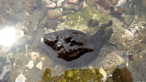 Aplysia californica