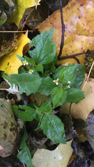 Galinsoga quadriradiata