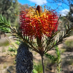 Banksia ericifolia
