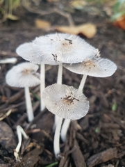 Coprinopsis pachyderma