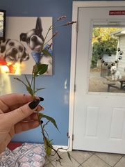 Persicaria longiseta