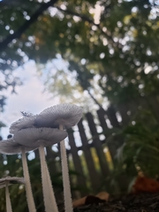Coprinopsis pachyderma