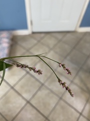 Persicaria longiseta