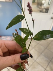 Persicaria longiseta