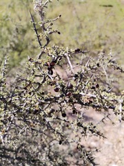 Condalia correllii