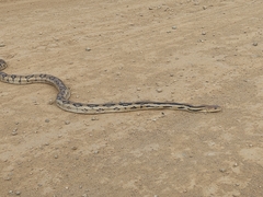 Pituophis lineaticollis