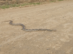 Pituophis lineaticollis