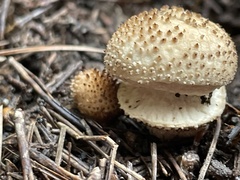Lycoperdon bispinosum