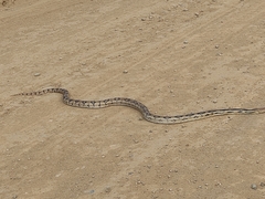 Pituophis lineaticollis