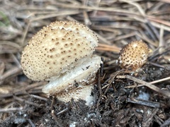 Lycoperdon bispinosum