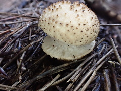 Lycoperdon bispinosum