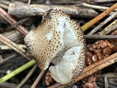 Lycoperdon bispinosum