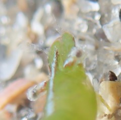 Hippolyte zostericola