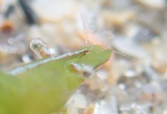 Hippolyte zostericola