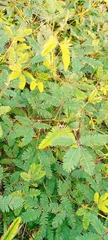 Mimosa pudica