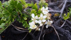 Osteomeles anthyllidifolia