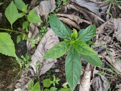 Rauvolfia serpentina