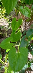 Tinospora caffra