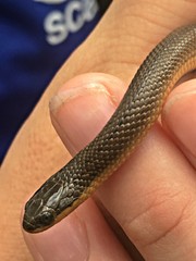 Liodytes rigida sinicola