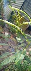 Phyllanthus niruri