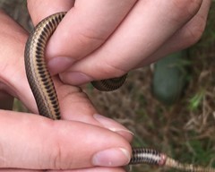 Liodytes rigida sinicola