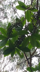 Myrsine lessertiana