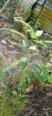 Phyllanthus niruri