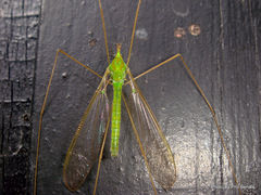 Leptotarsus virescens