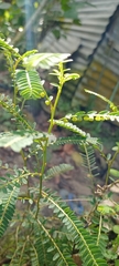 Phyllanthus niruri