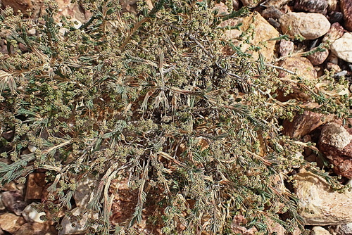 Image of Psammotropha quadrangularis by no rights reserved