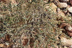 Psammotropha quadrangularis