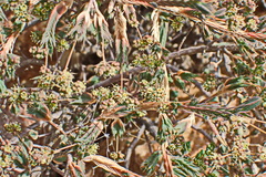 Psammotropha quadrangularis