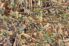 Psammotropha quadrangularis