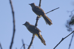 Pycnonotus flavescens