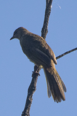 Pycnonotus flavescens