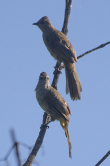 Pycnonotus flavescens