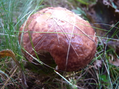 Suillus elbensis