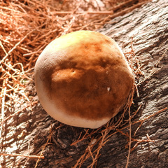Inocutis tamaricis