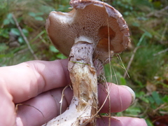 Suillus elbensis