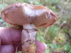Suillus elbensis