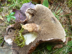 Suillus elbensis