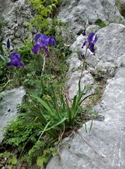 Iris pallida illyrica