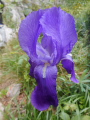 Iris pallida illyrica