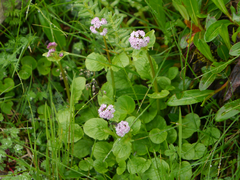 Valeriana himalayana