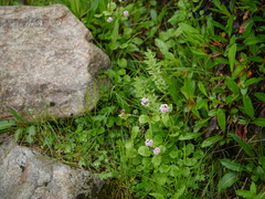 Valeriana himalayana