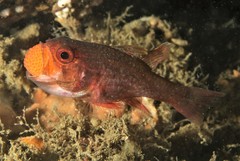 Vincentia novaehollandiae