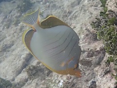 Chaetodon xanthocephalus