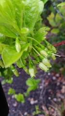 Vaccinium calycinum