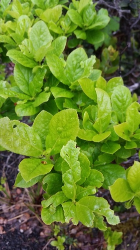 Vaccinium calycinum